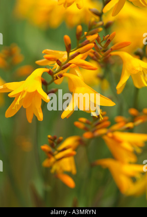 Crocosmia Honig Engel Montbretia Stockfoto