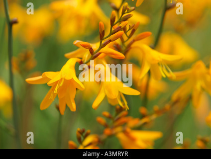 Crocosmia Honig Engel Montbretia Stockfoto