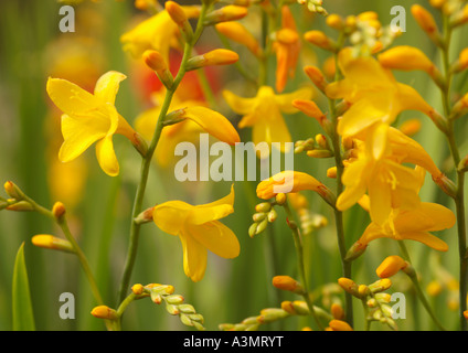 Crocosmia Honig Engel Montbretia Stockfoto