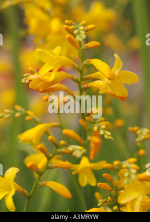 Crocosmia Honig Engel Montbretia Stockfoto