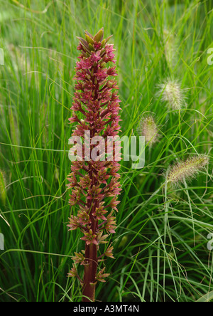 Nahaufnahme von Eucomis Comosa Sparkling Burgundy Stockfoto