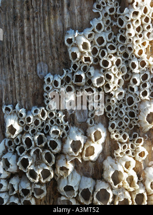 Toten Seepocken auf alten Post am Strand hinter Bay East Lothian Scotland Stockfoto