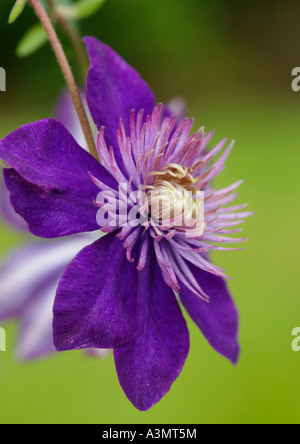 Nahaufnahme von Clematis Multi Blue flower Stockfoto