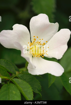 Nahaufnahme von Rosa Canina Dog Rose Blume Stockfoto