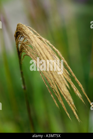 Miscanthus nepalensis Stockfoto