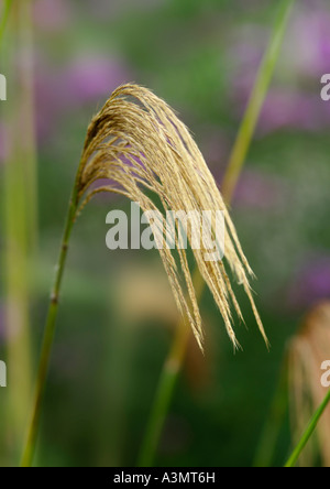 Nahaufnahme von Miscanthus nepalensis Stockfoto