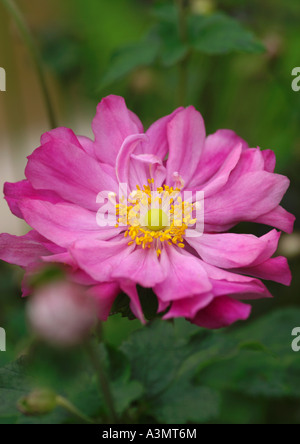 Anemone Hupehensis Var Japonica Rotkappchen hautnah Stockfoto