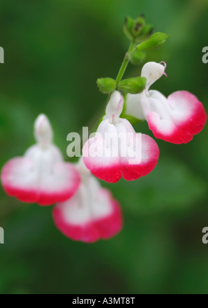 Nahaufnahme von Salvia Microphylla Hot Lips Stockfoto