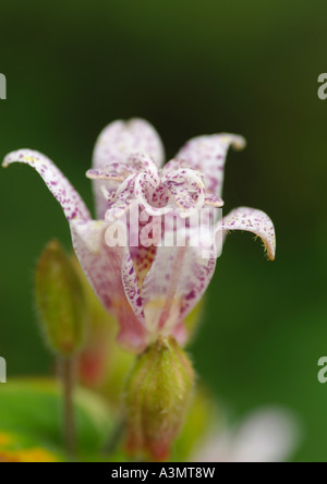 Nahaufnahme von Tricyrtis Hirta Albomarginata Kröte Lily Stockfoto