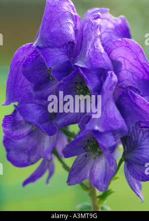 Nahaufnahme von Aconitum Carmichaelii arendsii Stockfoto