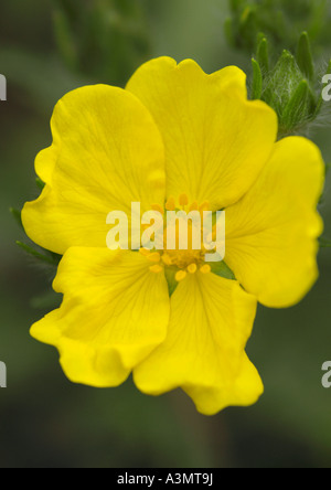 Nahaufnahme von Potentilla gelb Königin Stockfoto