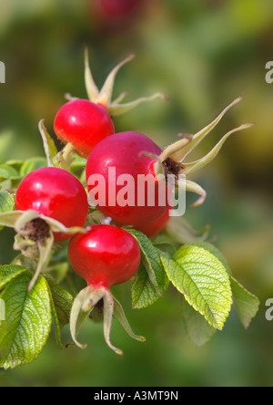 Nahaufnahme von Rosa Rugosa Var Alba Hüften Stockfoto