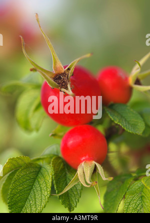 Rosa Rugosa Var Alba Hüften Stockfoto