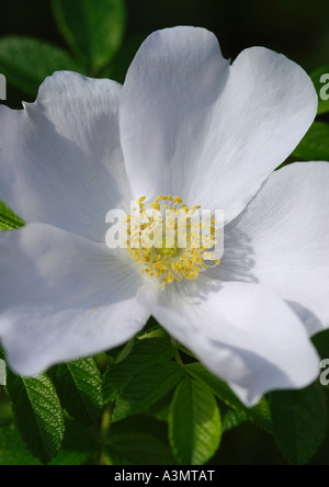 Nahaufnahme von Rosa Rugosa Var Alba Stockfoto