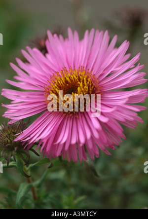 Aster Novae-Angliae Barrs Pink Stockfoto