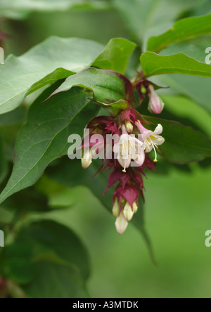 Leycesteria Formosa Himalaya Geißblatt Stockfoto