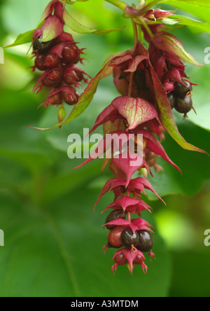 Leycesteria Formosa Himalaya Geißblatt Stockfoto