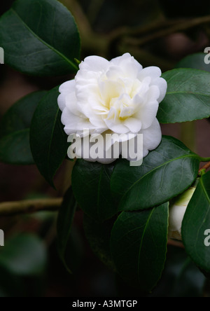 Camellia Japonica Nobilissima Stockfoto