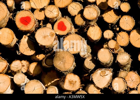 Birke (Betula) Holzstapel gestempelt mit zwei roten herzförmigen Stempel, Finnland Stockfoto