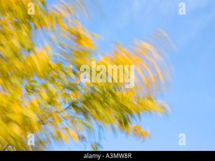 Europäische Espe (Populus Tremula) Filiale gelbe Blätter bei starkem Wind wiegenden Stockfoto