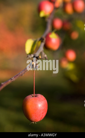 Roter Apfel (nicht essbar) auf einem dekorativen Apfelbaum Zweig, Finnland Stockfoto