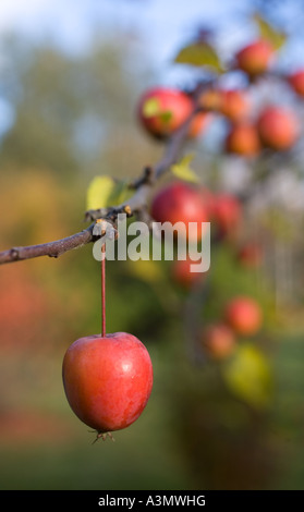 Nicht essbare dekorative rote Krabbe Apfel ( Malus x Robusta , rote sentinel ) , Finnland Stockfoto