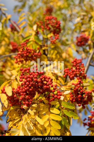 Zweig der reifen Eberesche ( Sorbus Aucuparia ) Beeren im Herbst , Finnland Stockfoto