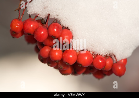 Nahaufnahme eines Bündels schneebedeckten Rowan Beeren ( Sorbus Aucuparia ) , Finnland Stockfoto