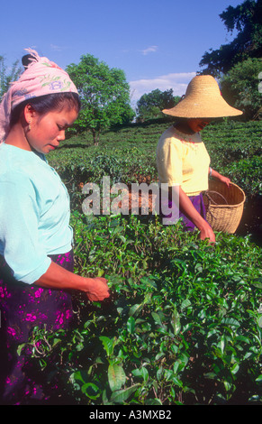 Mädchen der Dai-kulturelle Minderheit Kommissionierung Pu er Tee Jingzhen, nahe Menghai Xishuangbanna Yunnan Provinz China Stockfoto