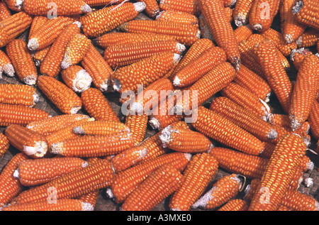 Mais, trocknen in der Sonne Sumatra Indonesien Stockfoto
