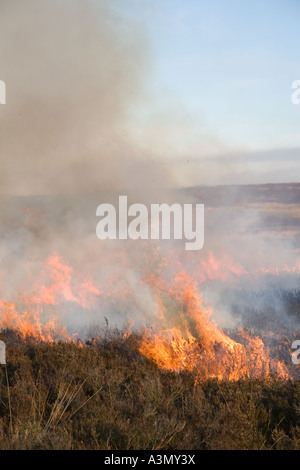 Kontrollierte Heideverbrennung auf Moor, April-Haltung der Grouse Moors. Wildhüter verbrennen Heidekraut, um neue Heidekraut-Triebe zu fördern. Stockfoto