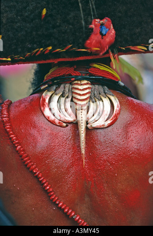 Hornbill und Schwein Tusk Hals Ornamentik getragen von einem Huli-Krieger im südlichen Hochland von Papua-Neu-Guinea Stockfoto