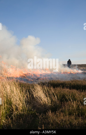 Kontrollierte Heideverbrennung auf Moor, April-Haltung der Grouse Moors. Zwei Wildhüter verbrennen Heidekraut, um neue Heidekraut-Triebe für Nahrung zu fördern. Stockfoto