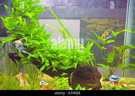 CHINA-Hangzhou-Aquarium voller hell farbigen Pflanzen und tropische Fische Stockfoto