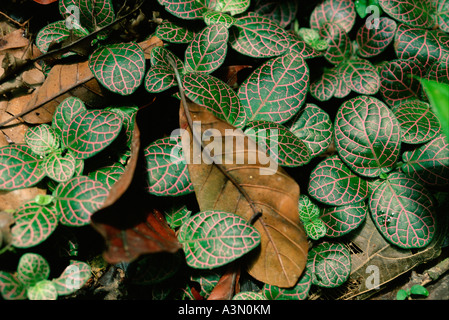 Fittonia sp. Familie der Acanthaceae, nachlaufende Pflanze mit rosa Blattnervation auf dem Boden des Regenwaldes, Amazonasregion, Loreto Departement, Peru Stockfoto