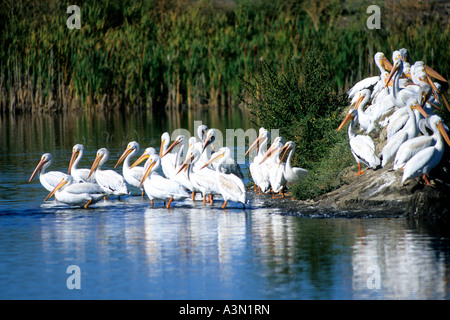 Weiße Pelikane Pelecanus Erythrorhynchos, Klamath Basin, Oregon kalifornischen Grenze Stockfoto