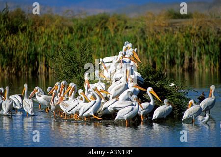 Weiße Pelikane Pelecanus Erythrorhynchos, Klamath Basin, Oregon kalifornischen Grenze Stockfoto