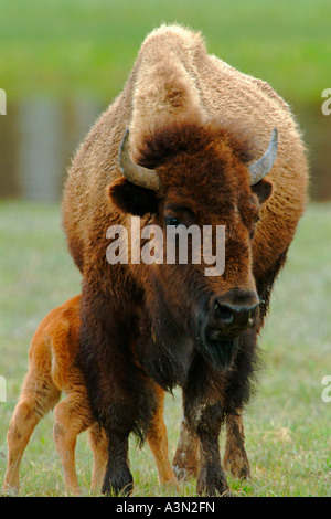 Baby-Bison-Pflege von Mutter, Yellowstone-Nationalpark, Wyoming Stockfoto