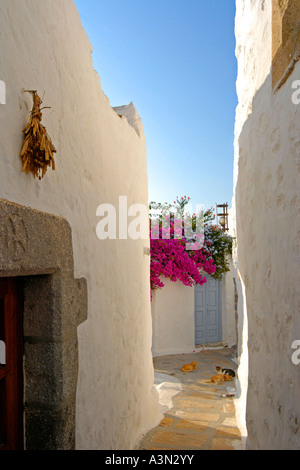 Katzen und Bougainvillea in kleinen Straße in Hora, Insel Patmos, Dodekanes, Griechenland Stockfoto