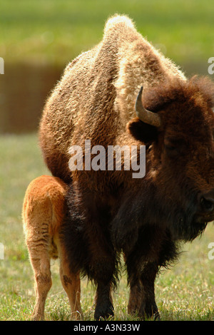 Baby-Bison-Pflege von Mutter, Yellowstone-Nationalpark, Wyoming Stockfoto