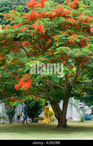 Poinciana oder Flamme Baum Insel der Beqa Hause von Firewalkers Fidschi Melanesien South Pacific Stockfoto