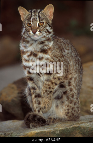 Amur Leopard Katze Prionailurus Bengalensis Euptilura Nordostasien in Gefangenschaft Stockfoto