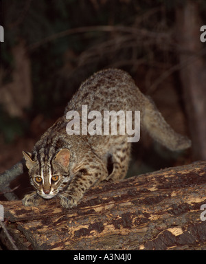 Amur Leopard Katze Prionailurus Bengalensis Euptilura Nordostasien in Gefangenschaft Stockfoto