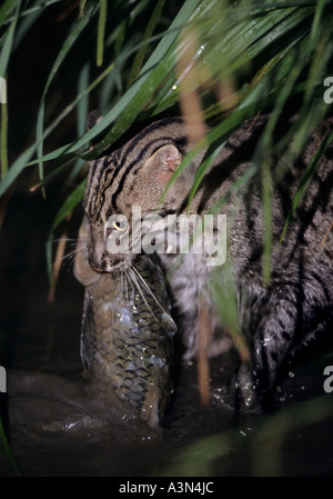 Angelkatze ( Prionailurus viverrinus), Captive, Port Lympne Wild Animal Park, Kent, Großbritannien. Weibchen mit Fisch Stockfoto