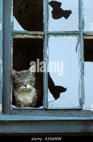 Katze verlassen. Slum. Gasse-Katze, die durch kaputte Glasscheiben eines heruntergekommenen Gebäudes in der Bronx New York City, USA, schaut Stockfoto