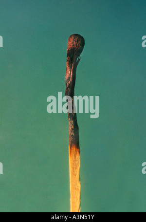 Abgebrannte Holzmatte. Einzelner Streichholzstock ohne Flamme oder Feuer Stockfoto