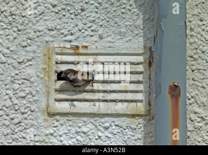 Standort in Vent im verlassenen Gebäude Königreich nisten Haussperling Passer Domesticus männlichen verlassen Stockfoto