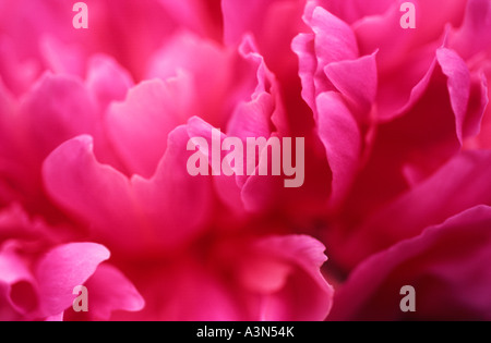 Pink Pfingstrosen, Nahaufnahme, Blütenblätter, surreal, selektiver Fokus, Detail Stockfoto
