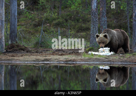 Brauner Bär, Ursus Arctos Europäischen Stockfoto