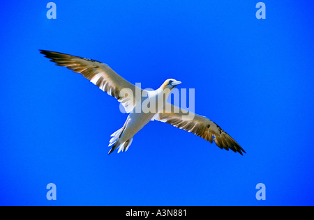 TÖLPEL, Morus Bassanus, fliegen über Bass Rock, Schottland, Großbritannien. Stockfoto